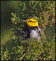 _4SB5843 golden-cheeked warbler